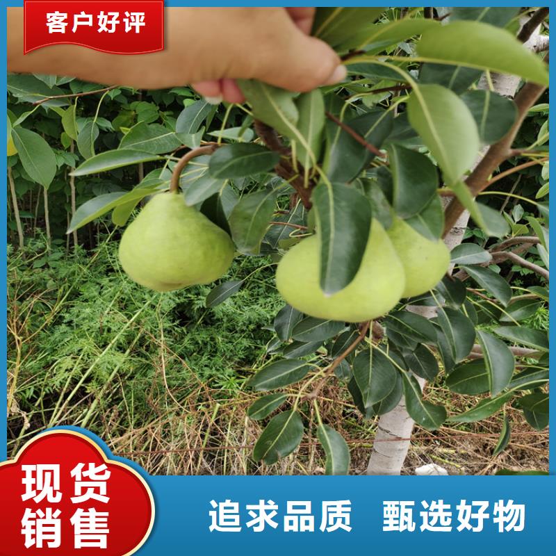 梨树_无花果苗支持批发零售