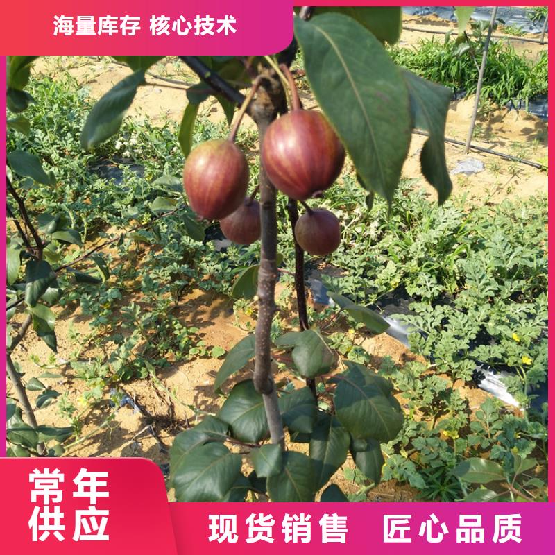 梨树草莓苗优选厂商