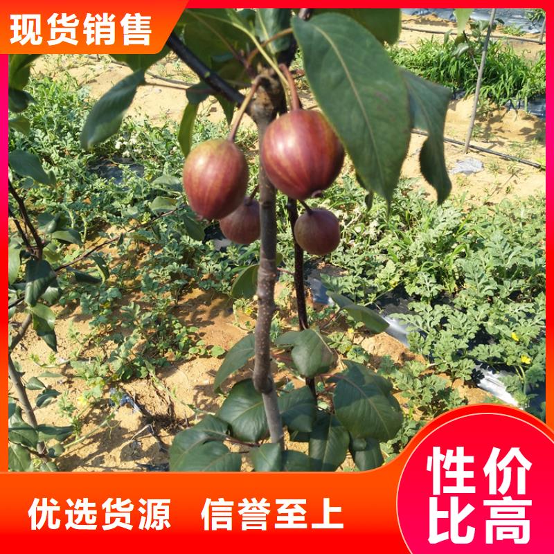 梨树板栗苗型号齐全