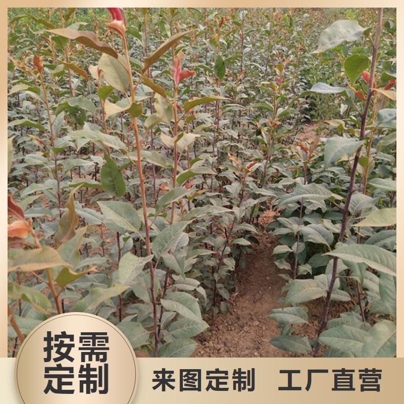 梨树无花果苗现货充足