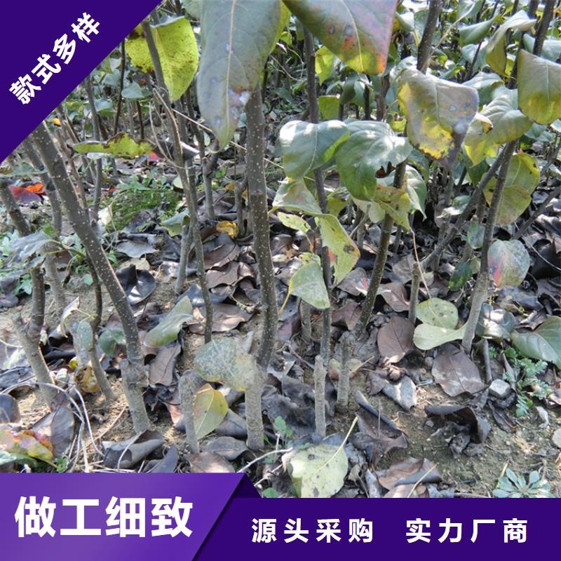 梨树_无花果苗支持批发零售