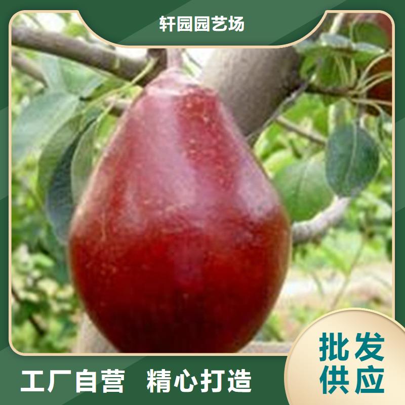 【梨树】樱桃苗超产品在细节