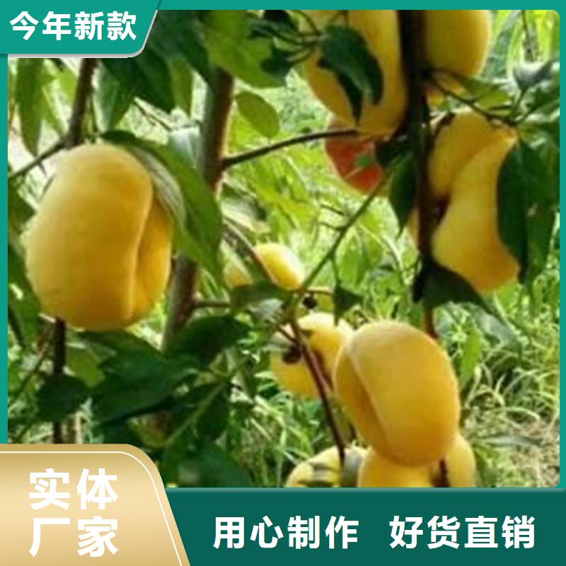 桃无花果苗价格合理