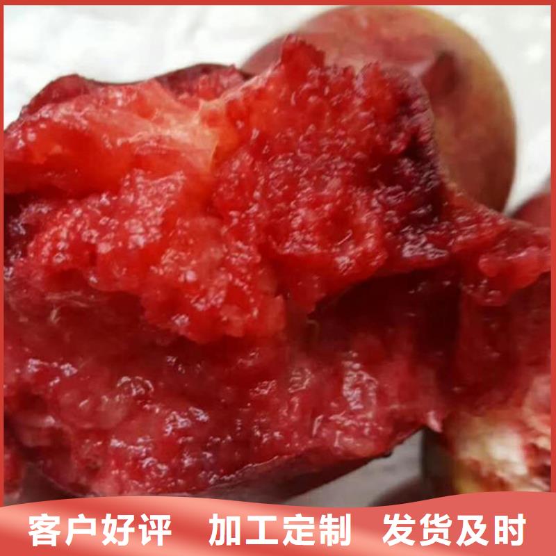 桃石榴树好品质售后无忧