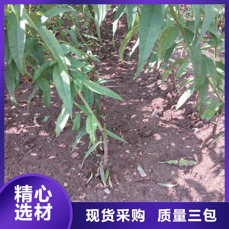 桃苹果苗满足客户需求