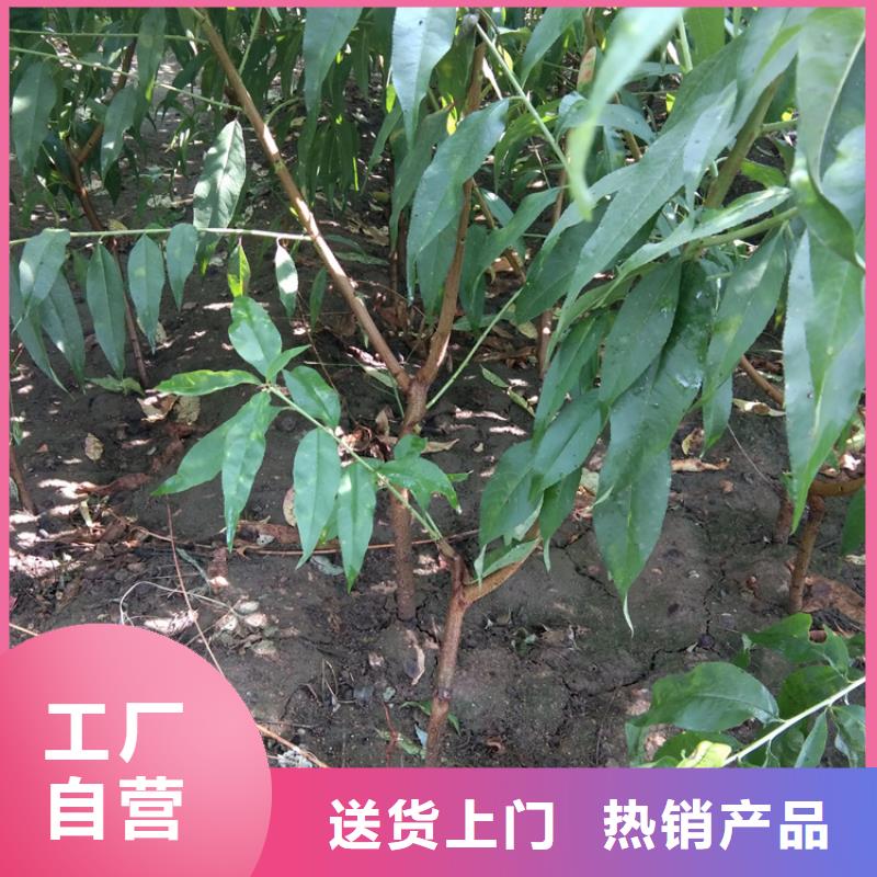 桃【蓝莓苗】厂家经验丰富