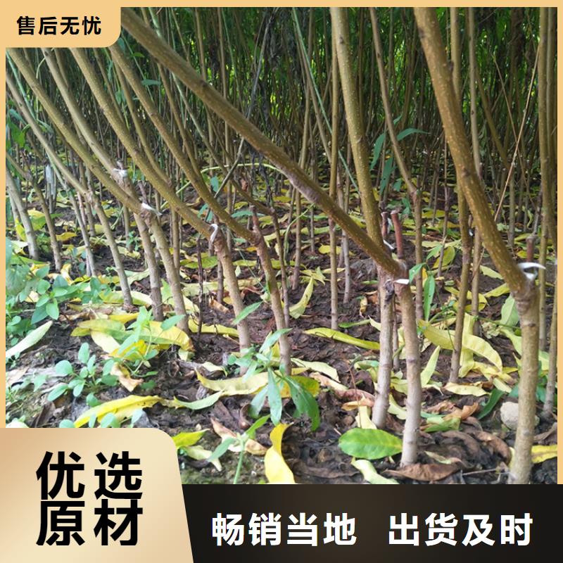 桃苹果苗厂家直销值得选择