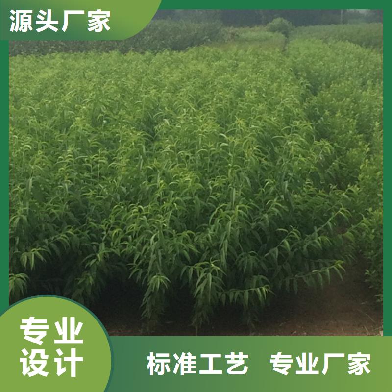 桃石榴树苗快速生产