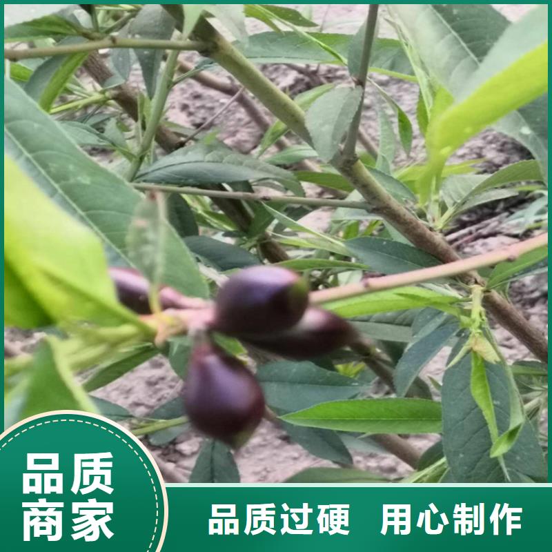 桃樱桃苗现货快速采购