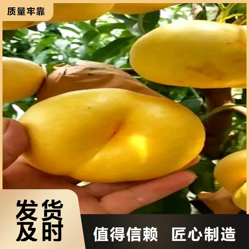 桃无花果苗价格合理