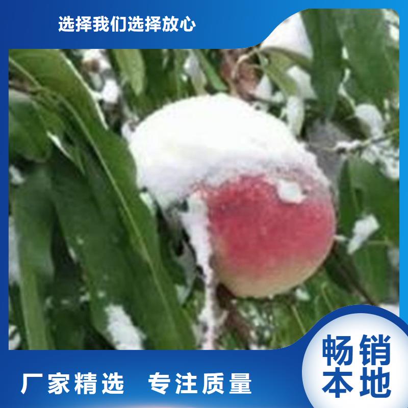 【桃】苹果苗工艺成熟