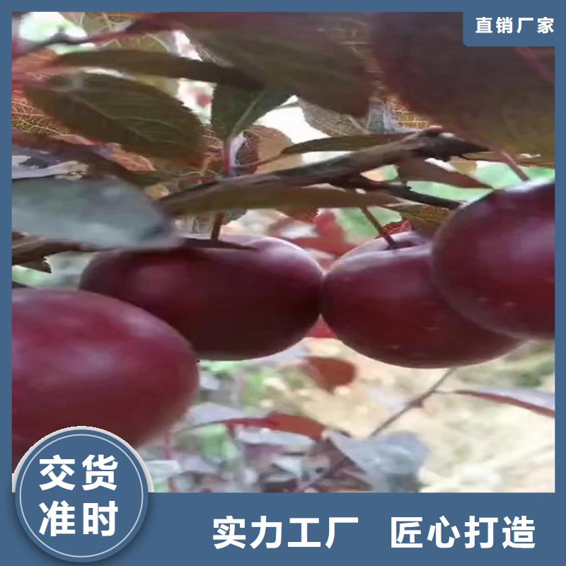 李子苹果苗质量三包