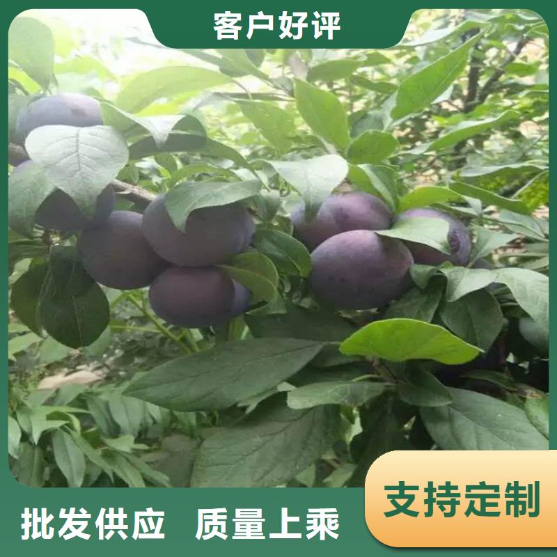 李子樱桃苗源头厂家量大价优