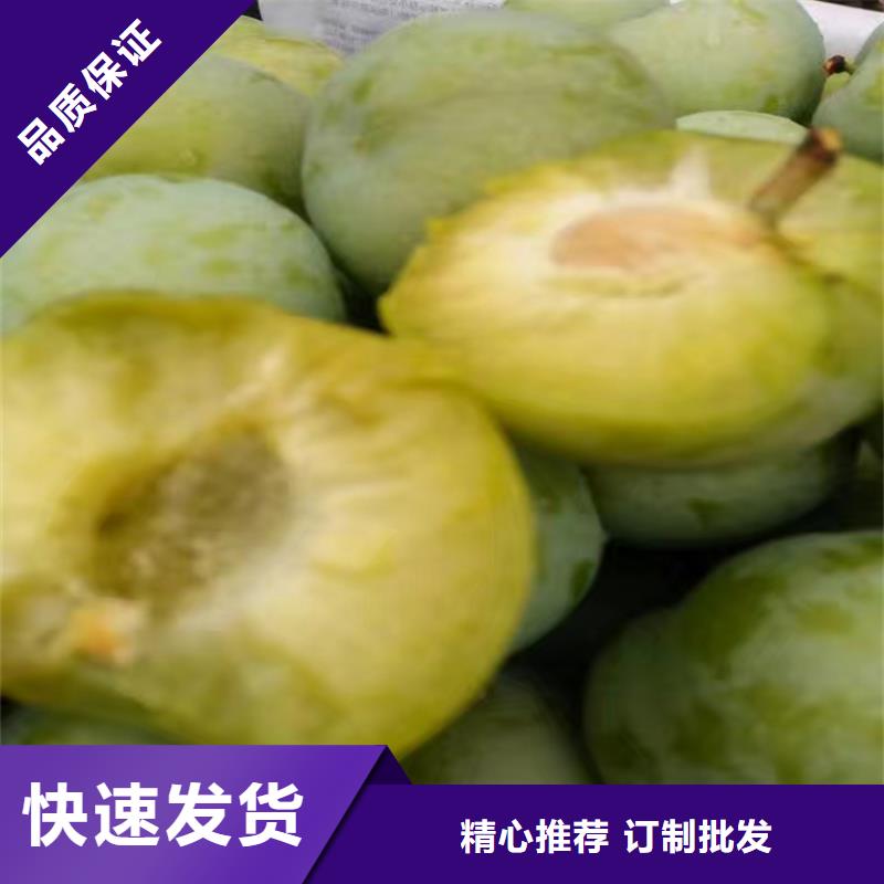 李子蓝莓苗厂家规格全