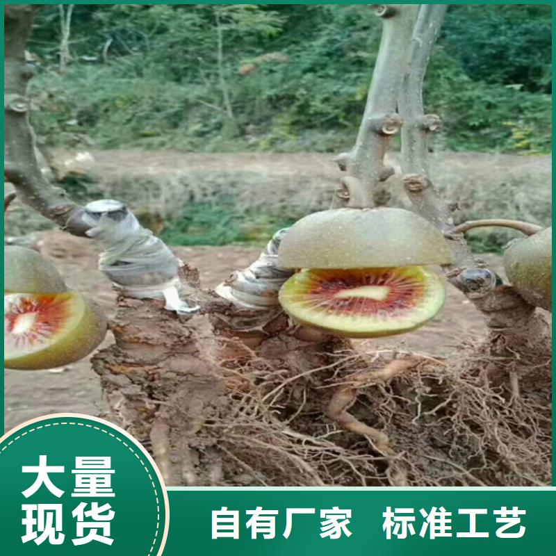 猕猴桃蓝莓苗用的放心