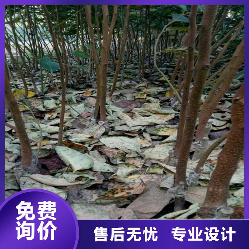 柿子石榴树生产型