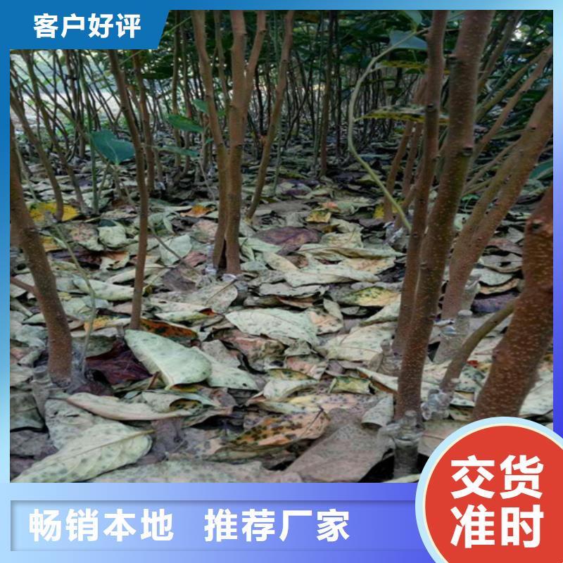 柿子樱桃苗经验丰富质量放心