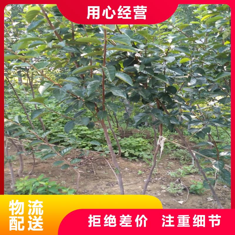 柿子【樱桃苗】源头厂家量大价优