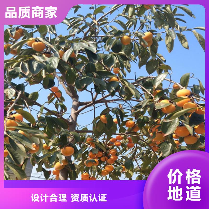 柿子【樱桃苗】源头厂家量大价优