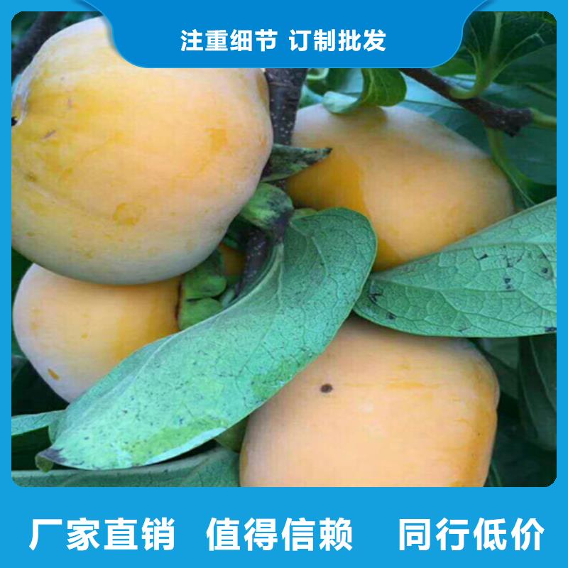 柿子【樱桃苗】源头厂家量大价优