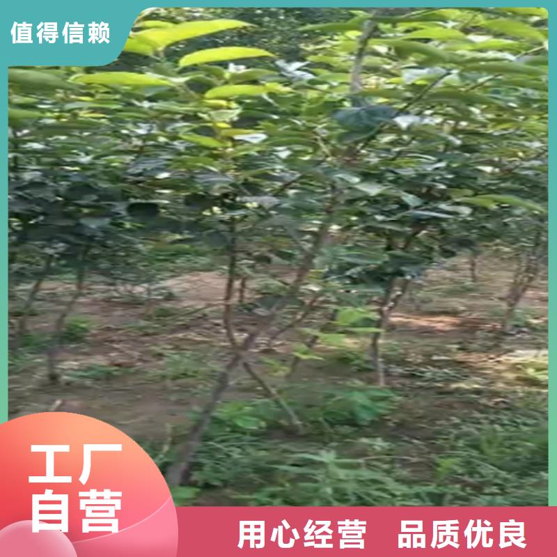 柿子樱桃苗源头采购