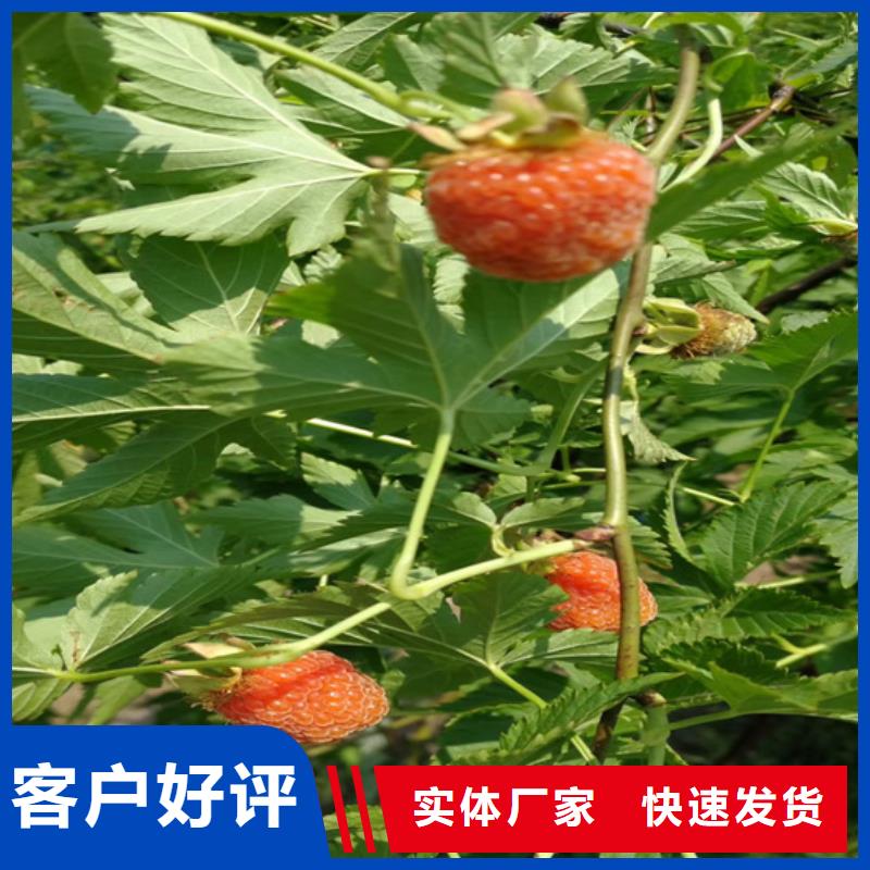 树莓_梨树苗N年专注