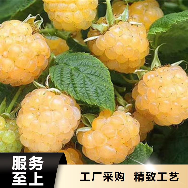 树莓【无花果苗】长期供应