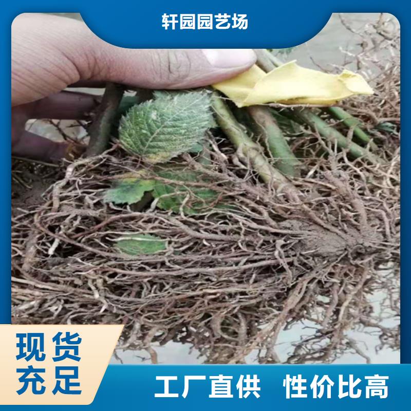 树莓苹果苗产品细节