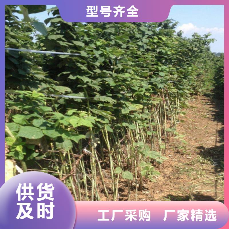 树莓苹果苗懂您所需