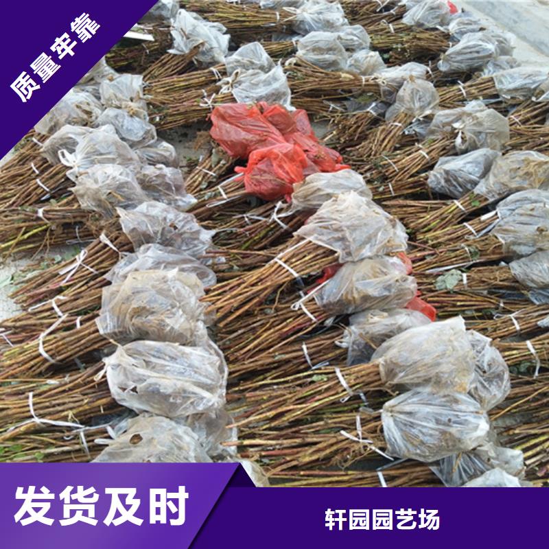 树莓石榴树支持大批量采购