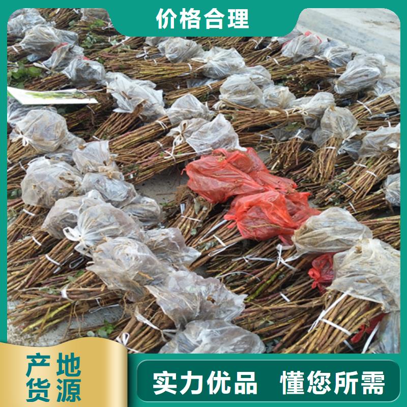 树莓石榴树支持大批量采购