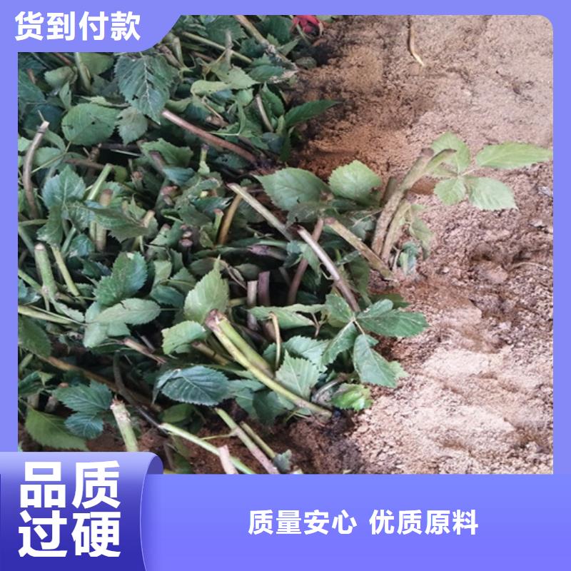 树莓樱桃苗源头工厂量大优惠