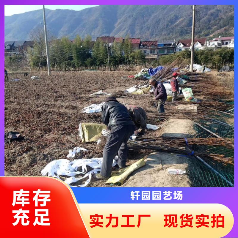 碧根果板栗苗型号全价格低