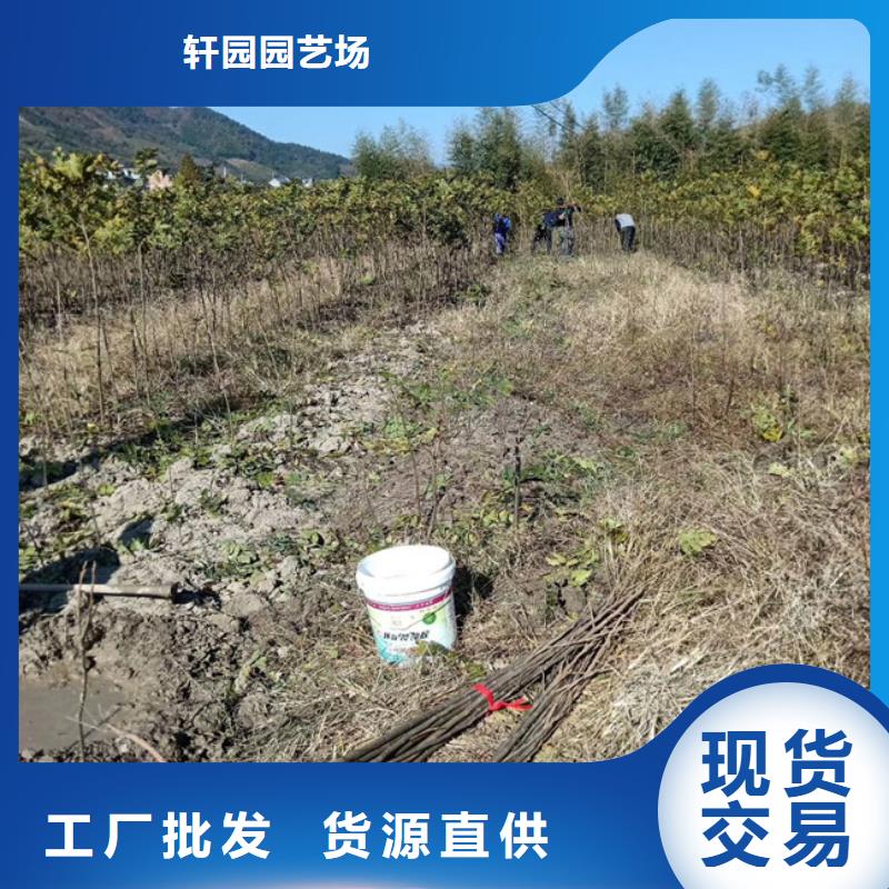 碧根果_苹果苗严选好货