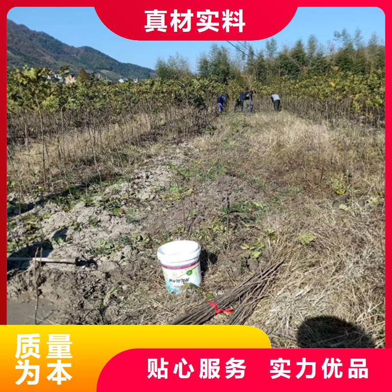 【碧根果】,苹果苗厂家货源稳定