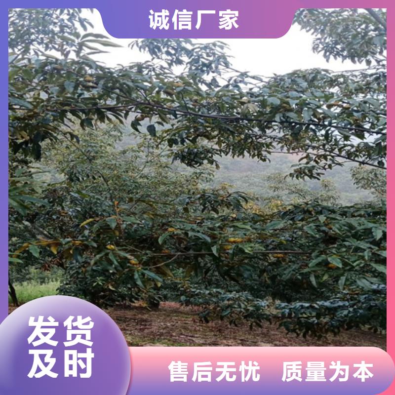 碧根果无花果苗款式新颖