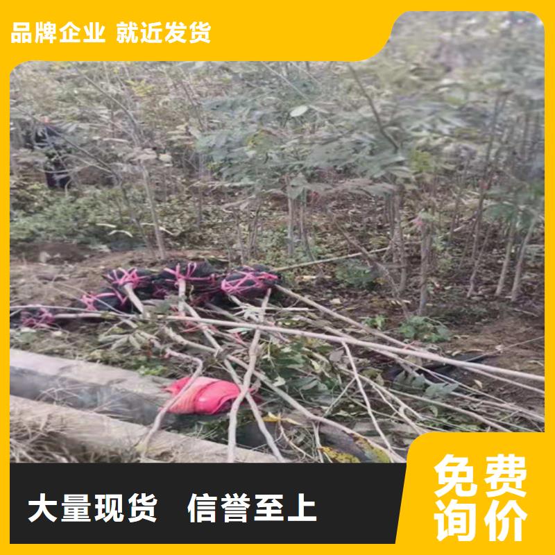 碧根果_黄瓜苗厂家大量现货