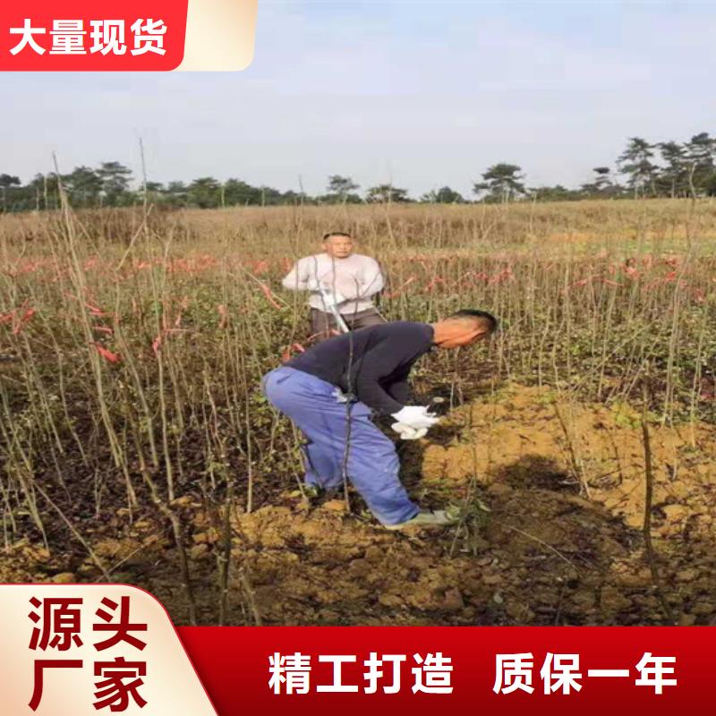 碧根果苹果苗匠心打造