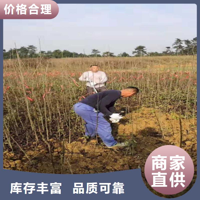 碧根果蓝莓苗专业按需定制