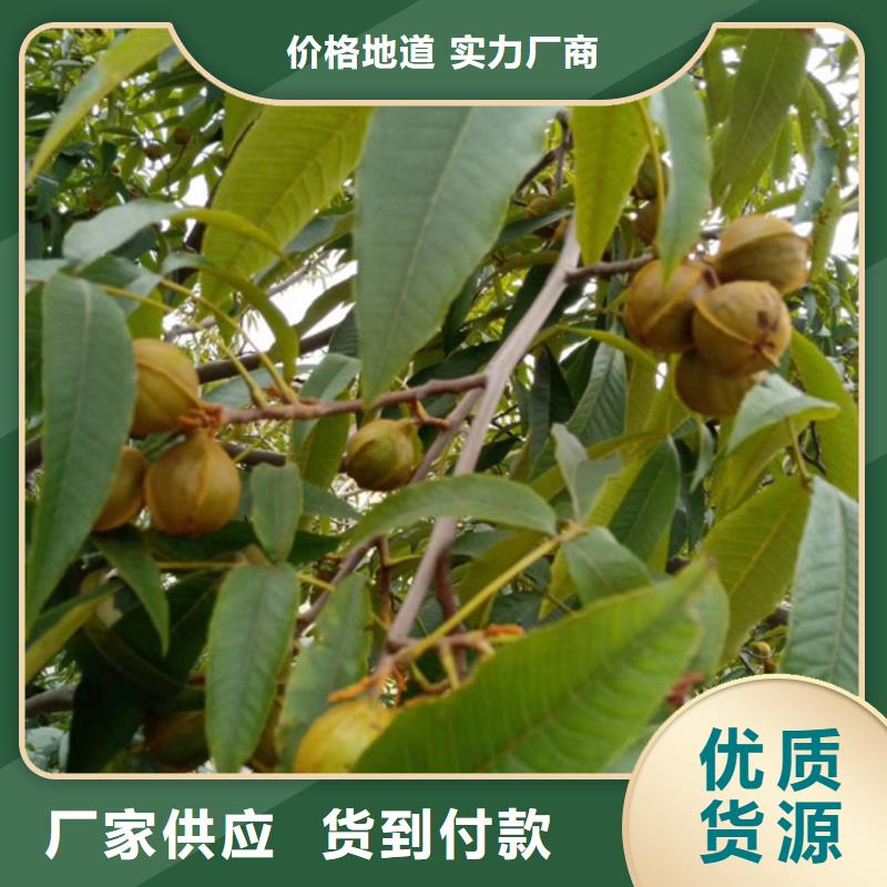 碧根果无花果苗款式新颖