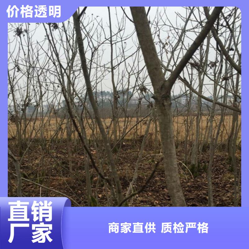 碧根果【西瓜苗】批发价格