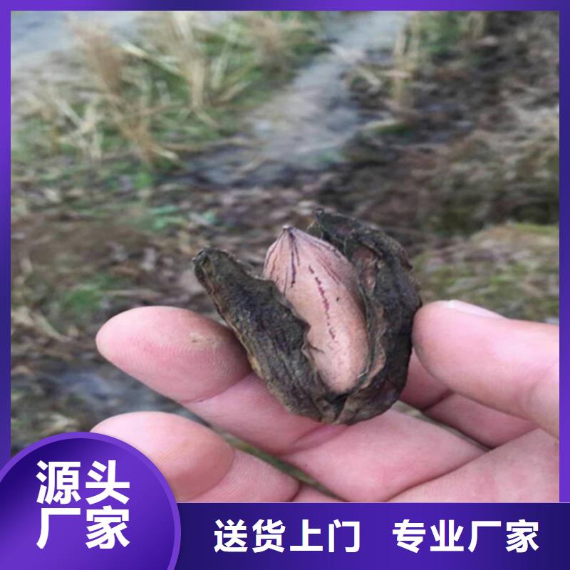 碧根果_石榴树苗低价货源