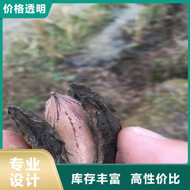 碧根果桃树苗现货销售