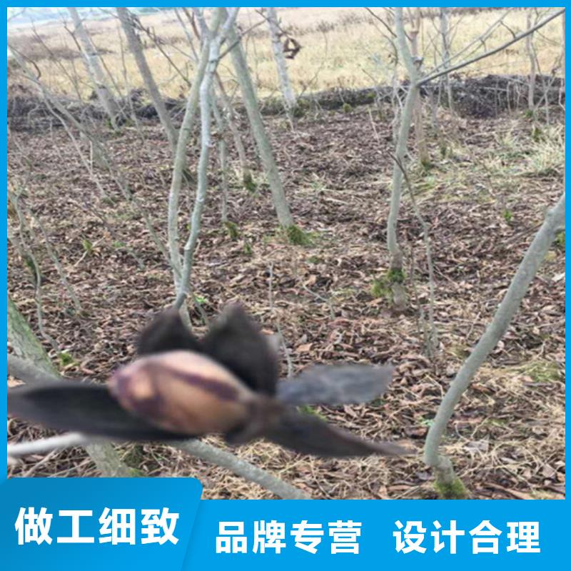 碧根果无花果苗海量现货