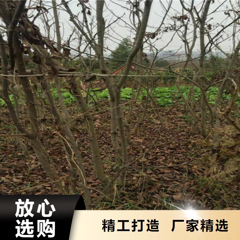 【碧根果樱桃苗工厂认证】