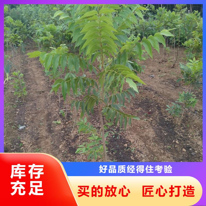 【碧根果】,苹果苗厂家货源稳定