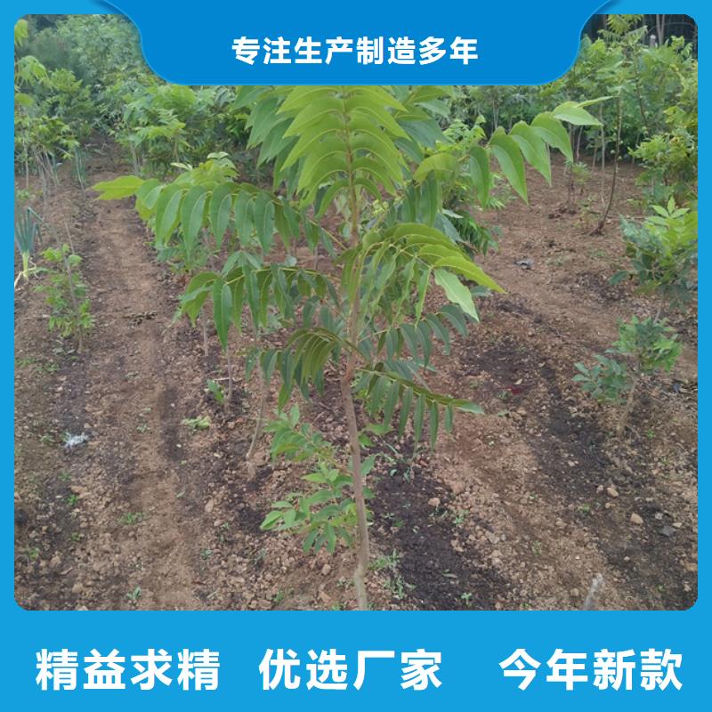 碧根果蓝莓苗专业按需定制