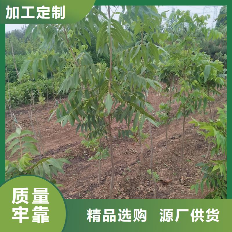 碧根果_梨树苗现货销售