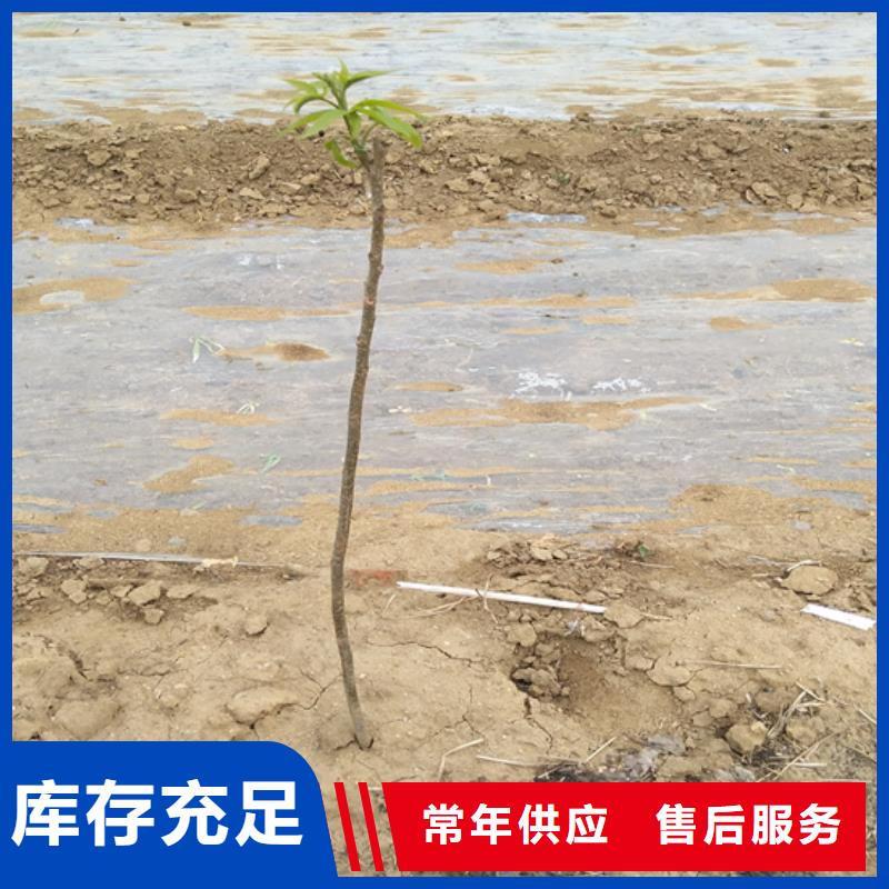 碧根果_石榴树苗低价货源