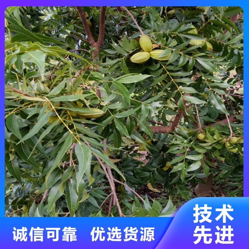 碧根果_梨树苗现货销售